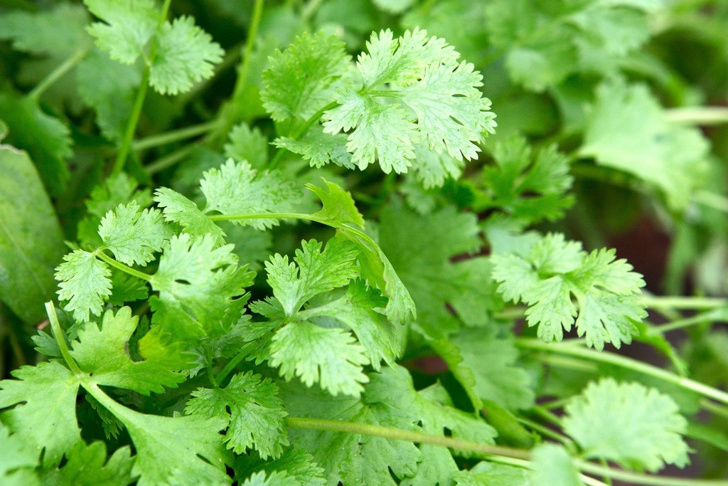 Veggie Coriander